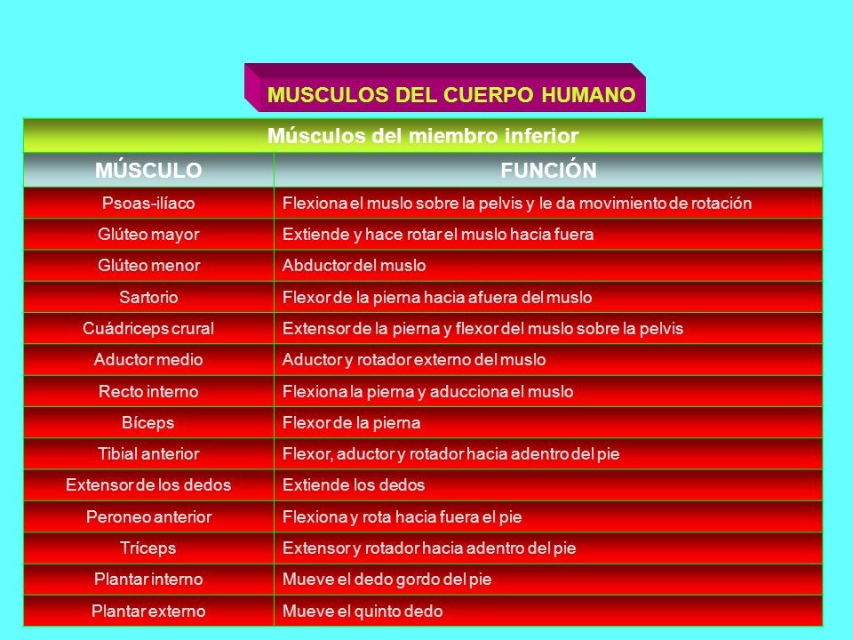 musculos de miembros inferiores diapositivas